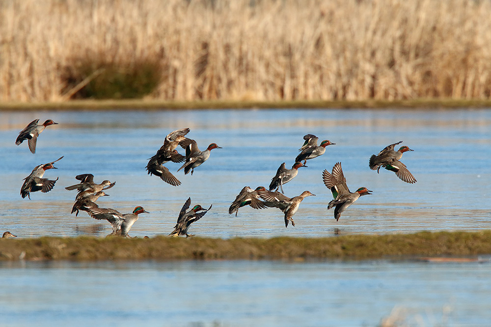 Ad ali spiegate, il sogno di Icaro.